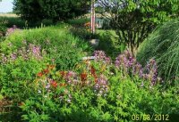 Flowers6-7-12046[1].jpg