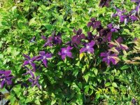 Flowers6-7-12047[1].jpg