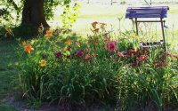 Flowers6-7-12049[1].jpg
