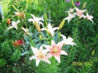 Flowers6-7-12041[1].jpg
