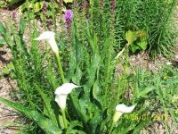 Flowers6-7-12008[1].jpg