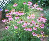 Flowers6-7-12040[1].jpg