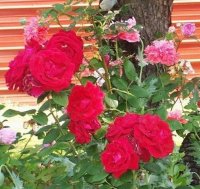 Flowers5-6-12006[1].jpg