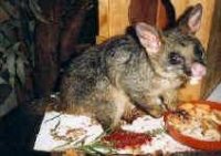 baby possum.jpg