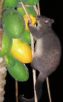 possum pawpaw.jpg