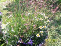 Pot of perennials.jpg