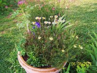 Pot of perennials 2.jpg