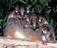common_ringtail_possum.jpg