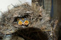 babies (800x532).jpg