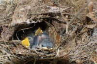 babies2 (800x530).jpg