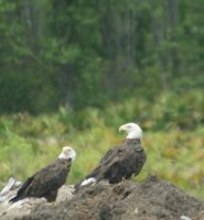 2Eagles (739x800).jpg