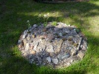 baby killdeer 002.jpg