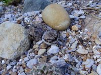 baby killdeer 016.jpg