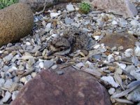 baby killdeer 017.jpg
