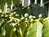 coffee-arabica-624.jpg