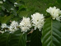coffee-1206.jpg