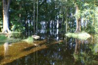 backyard (800x532).jpg