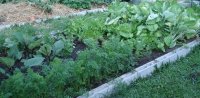 veggie garden.jpg