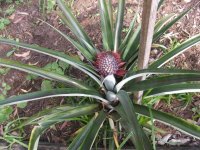 pineapple.jpg