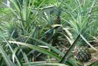 pineapples.jpg