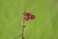 wild pea (800x530).jpg