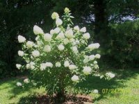 Flowers7-24-12007.jpg