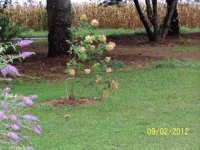 AngelTrumpets015.jpg