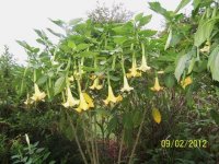 AngelTrumpets003.jpg