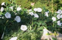 Moonflowers004.jpg