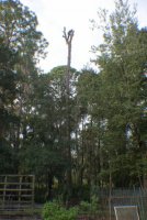 size ref (532x800).jpg
