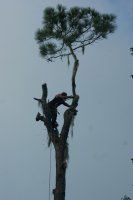 last limb (532x800).jpg