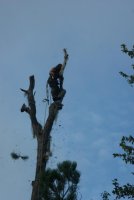 lastlimb5 (532x800).jpg