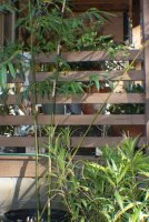 bamboo 2 (533x800).jpg