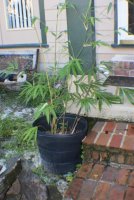bamboo3 (532x800).jpg