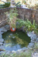 before pond1 (532x800).jpg