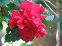 dble hibiscus.jpg