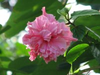 double hibiscus.jpg