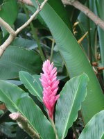 pink ginger.jpg