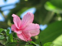 hibiscus.jpg