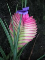 Tillandsia.jpg