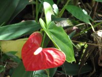 red anthurium.jpg