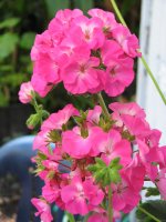 pink geranium.jpg