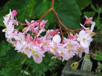 pink begonia.jpg