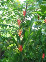 heliconia.jpg