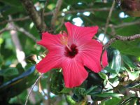 hibiscus (2).jpg
