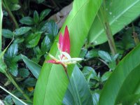 red heliconia.jpg