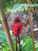 torch ginger.jpg