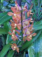 orchid.jpg