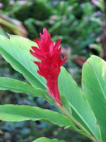 red ginger.jpg