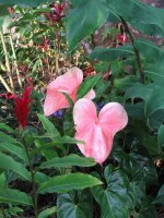 pink anthurium.jpg